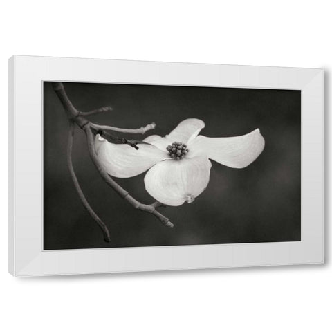 Dogwood Delicacy I BandW White Modern Wood Framed Art Print by Geyman, Vitaly