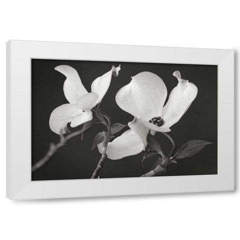 Dogwood Delicacy II BandW White Modern Wood Framed Art Print by Geyman, Vitaly