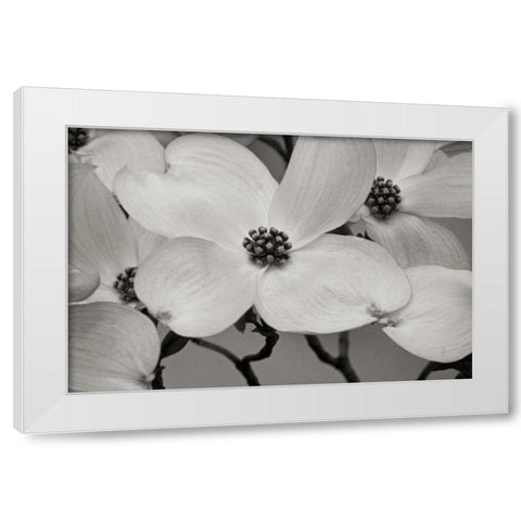 Dogwood Delicacy III BandW White Modern Wood Framed Art Print by Geyman, Vitaly