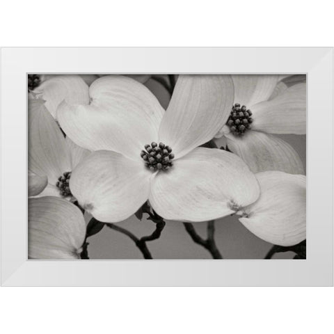 Dogwood Delicacy III BandW White Modern Wood Framed Art Print by Geyman, Vitaly