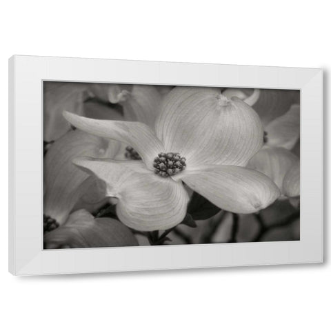 Dogwood Delicacy IV BandW White Modern Wood Framed Art Print by Geyman, Vitaly