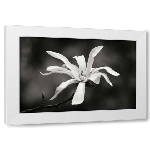 Magnolia Dreams I White Modern Wood Framed Art Print by Geyman, Vitaly