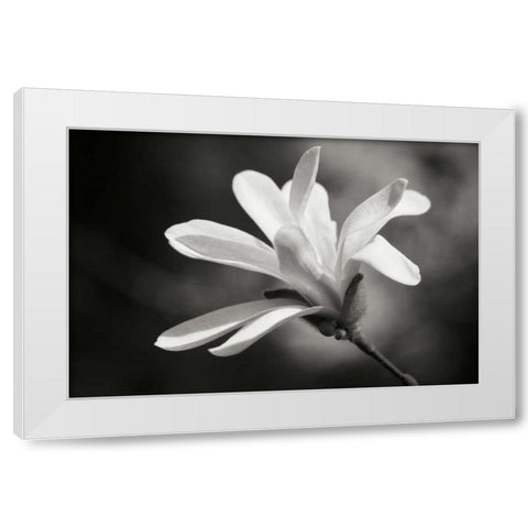 Magnolia Dreams II White Modern Wood Framed Art Print by Geyman, Vitaly