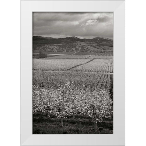Pear Orchard I White Modern Wood Framed Art Print by Geyman, Vitaly