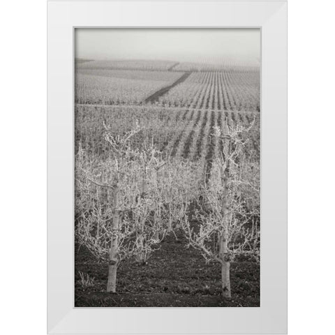 Pear Orchard II White Modern Wood Framed Art Print by Geyman, Vitaly