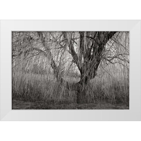 Winters Palace V BandW White Modern Wood Framed Art Print by Geyman, Vitaly