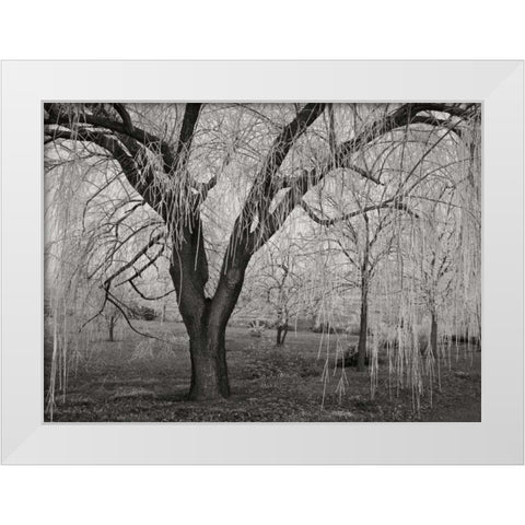 Winters Palace VI BandW White Modern Wood Framed Art Print by Geyman, Vitaly