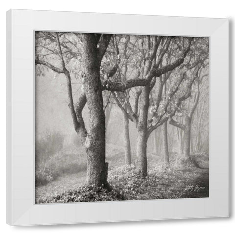 Tree in the Mist Sq White Modern Wood Framed Art Print by Vitaly, Geyman