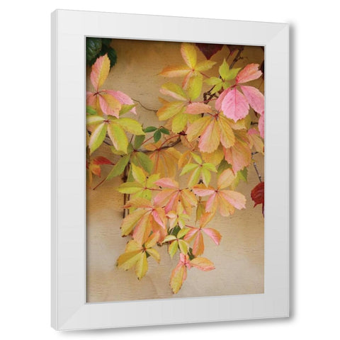 Vine Leaf Romance II White Modern Wood Framed Art Print by Vitaly, Geyman