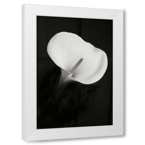 Calla Lily Perfection II White Modern Wood Framed Art Print by Geyman, Vitaly