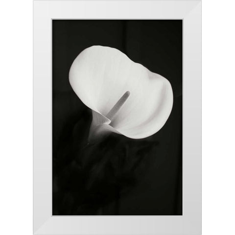 Calla Lily Perfection II White Modern Wood Framed Art Print by Geyman, Vitaly