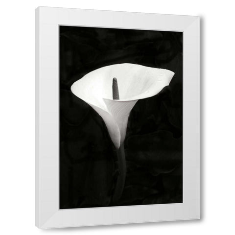 Calla Lily Perfection III White Modern Wood Framed Art Print by Geyman, Vitaly