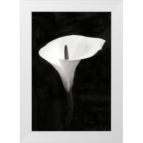 Calla Lily Perfection III White Modern Wood Framed Art Print by Geyman, Vitaly