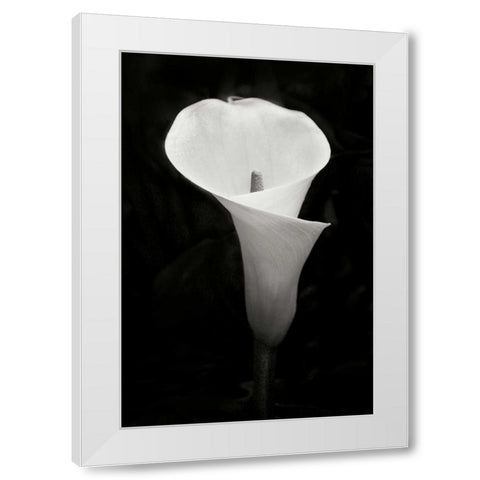 Calla Lily Perfection IV White Modern Wood Framed Art Print by Geyman, Vitaly