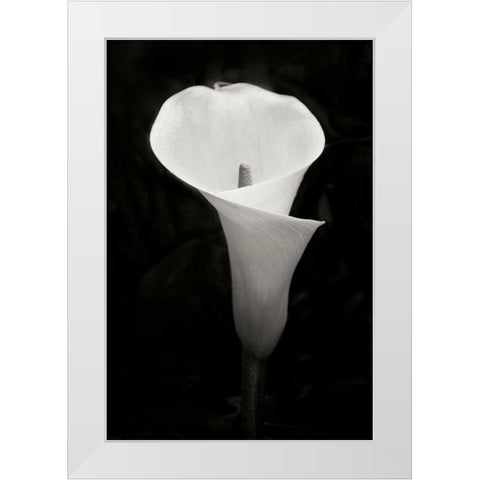 Calla Lily Perfection IV White Modern Wood Framed Art Print by Geyman, Vitaly
