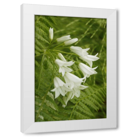 Gentle Bells I White Modern Wood Framed Art Print by Geyman, Vitaly