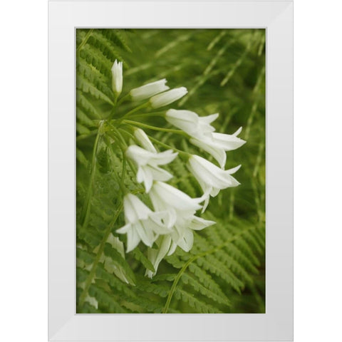 Gentle Bells I White Modern Wood Framed Art Print by Geyman, Vitaly