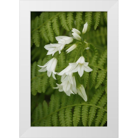 Gentle Bells II White Modern Wood Framed Art Print by Geyman, Vitaly