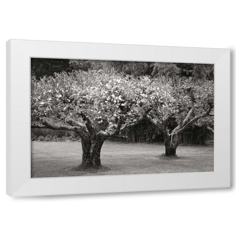 Orchard Serenity I White Modern Wood Framed Art Print by Geyman, Vitaly