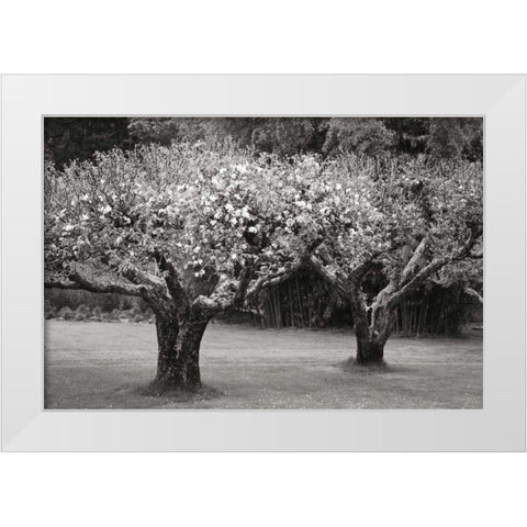 Orchard Serenity I White Modern Wood Framed Art Print by Geyman, Vitaly