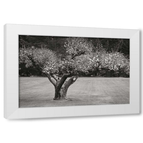 Orchard Serenity II White Modern Wood Framed Art Print by Geyman, Vitaly