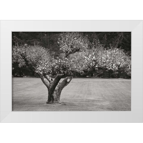 Orchard Serenity II White Modern Wood Framed Art Print by Geyman, Vitaly