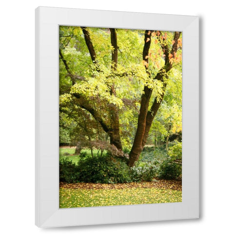 Fall Abundance II White Modern Wood Framed Art Print by Geyman, Vitaly
