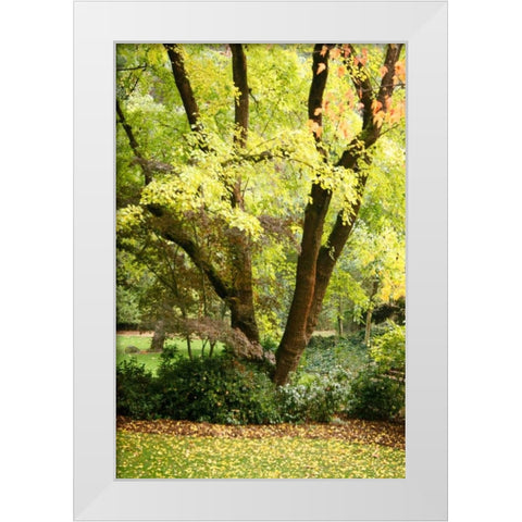 Fall Abundance II White Modern Wood Framed Art Print by Geyman, Vitaly