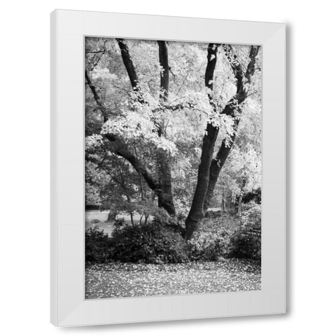Fall Abundance II B and W White Modern Wood Framed Art Print by Geyman, Vitaly