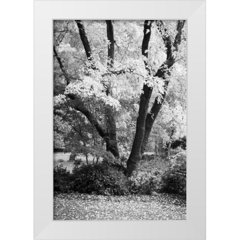 Fall Abundance II B and W White Modern Wood Framed Art Print by Geyman, Vitaly