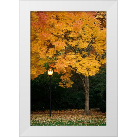Fall Abundance IX White Modern Wood Framed Art Print by Geyman, Vitaly