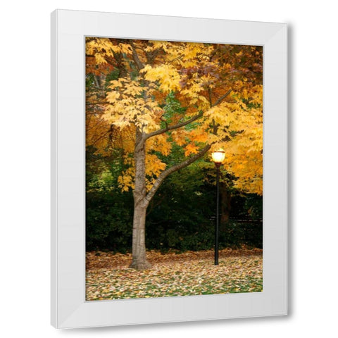 Fall Abundance X White Modern Wood Framed Art Print by Geyman, Vitaly