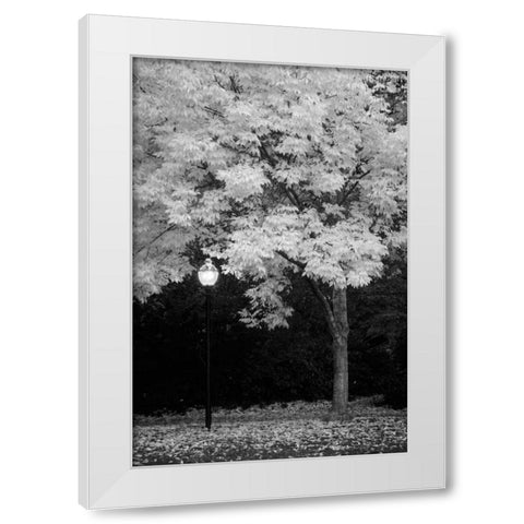 Fall Abundance IX B and W White Modern Wood Framed Art Print by Geyman, Vitaly