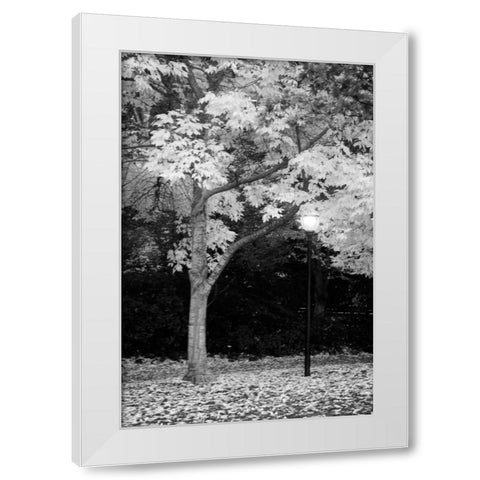 Fall Abundance X B and W White Modern Wood Framed Art Print by Geyman, Vitaly