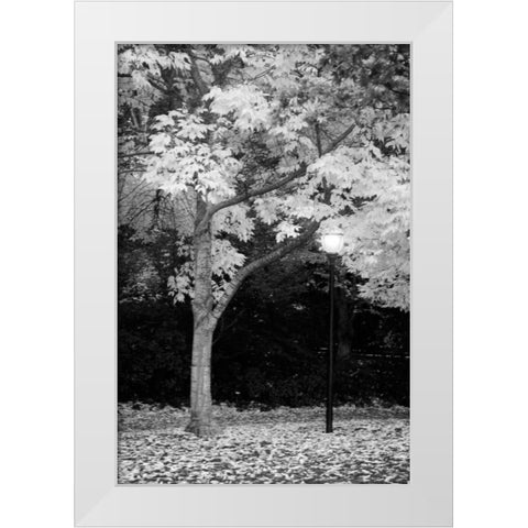 Fall Abundance X B and W White Modern Wood Framed Art Print by Geyman, Vitaly