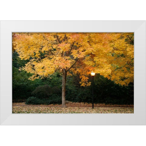 Fall Abundance VI White Modern Wood Framed Art Print by Geyman, Vitaly