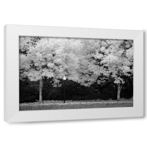 Fall Abundance V B and W White Modern Wood Framed Art Print by Geyman, Vitaly