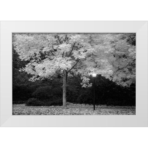 Fall Abundance VI B and W White Modern Wood Framed Art Print by Geyman, Vitaly