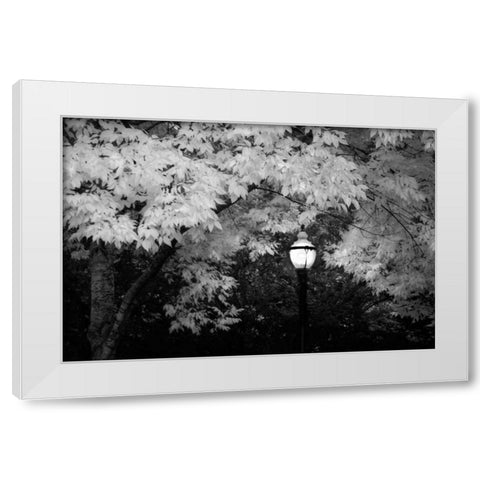 Fall Abundance VII B and W White Modern Wood Framed Art Print by Geyman, Vitaly