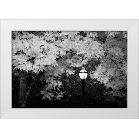 Fall Abundance VII B and W White Modern Wood Framed Art Print by Geyman, Vitaly