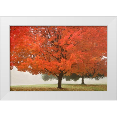 Fall Beauty I White Modern Wood Framed Art Print by Geyman, Vitaly