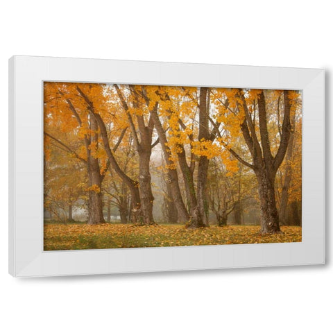 Maple Parade I White Modern Wood Framed Art Print by Geyman, Vitaly