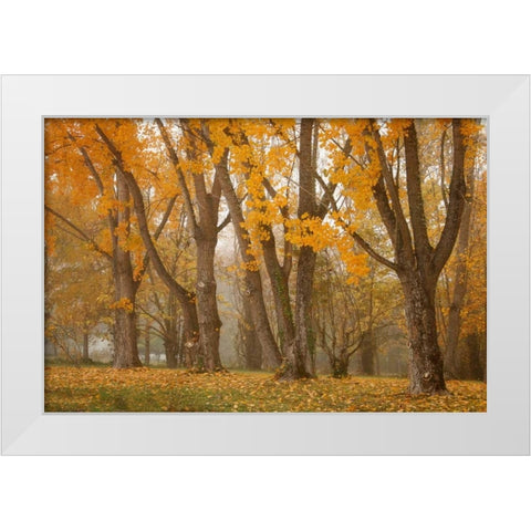 Maple Parade I White Modern Wood Framed Art Print by Geyman, Vitaly