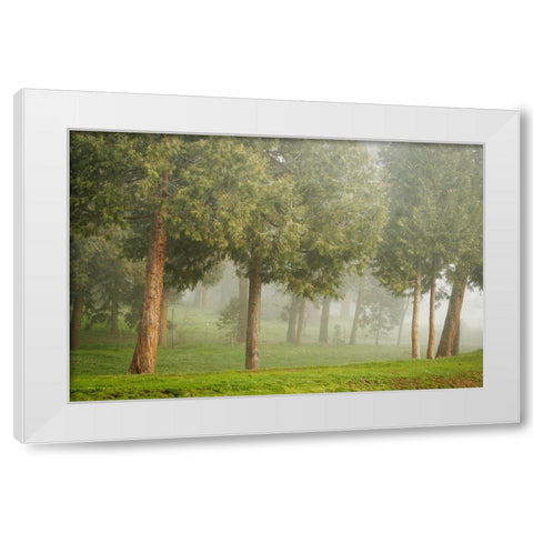 Mystic Woods I White Modern Wood Framed Art Print by Geyman, Vitaly