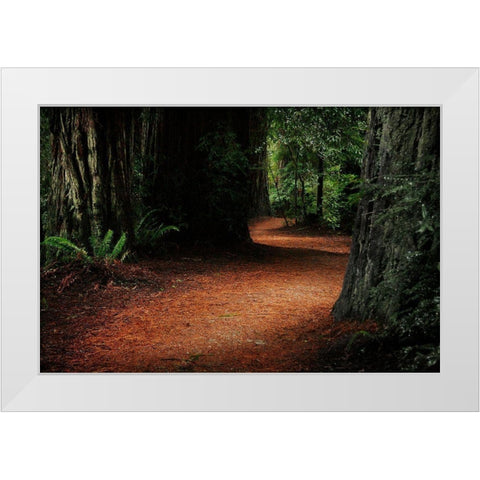 Redwood Mystery White Modern Wood Framed Art Print by Geyman, Vitaly