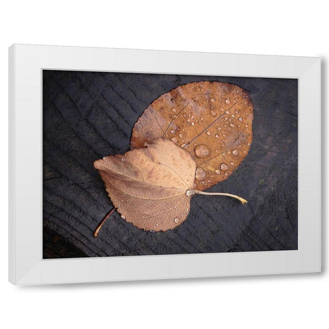 Seasons I White Modern Wood Framed Art Print by Geyman, Vitaly