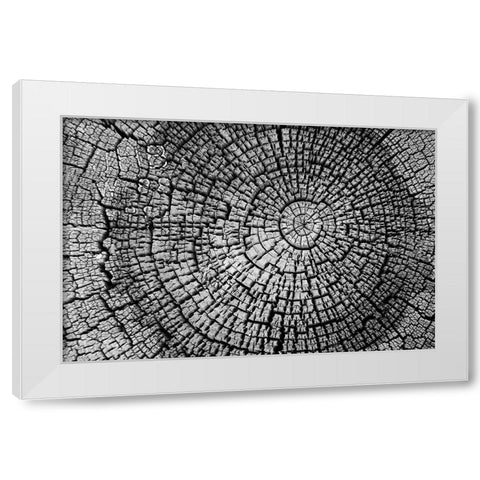 Rings of Life I White Modern Wood Framed Art Print by Geyman, Vitaly