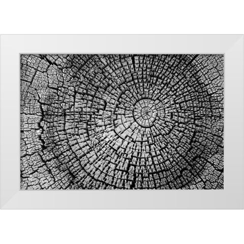 Rings of Life I White Modern Wood Framed Art Print by Geyman, Vitaly
