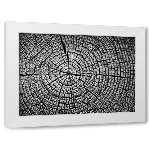 Rings of Life II White Modern Wood Framed Art Print by Geyman, Vitaly