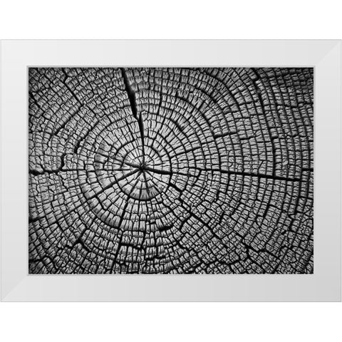 Rings of Life II White Modern Wood Framed Art Print by Geyman, Vitaly